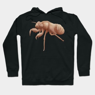 Cicada Shell Hoodie